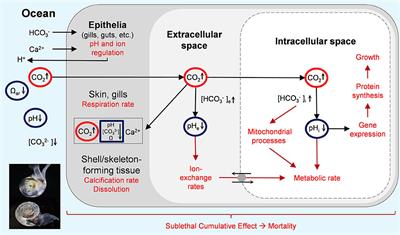 Systematic Review and Meta-Analysis Toward Synthesis of Thresholds of Ocean Acidification Impacts on Calcifying Pteropods and Interactions With Warming